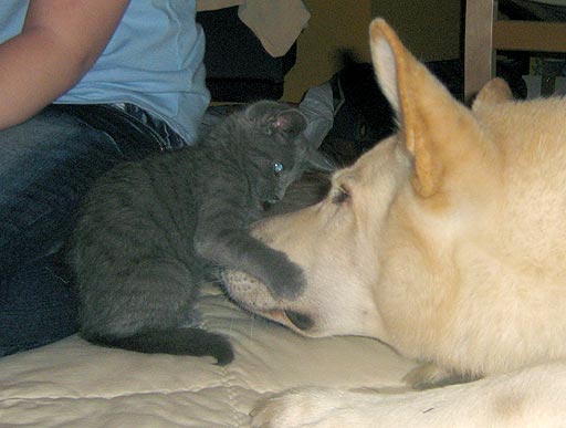 RE weiße hunde scheiße hunde Weiße Schäferhunde